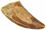Serrated, Carcharodontosaurus Tooth - Real Dinosaur Tooth #322042-1